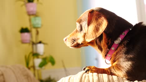 little dachshund relaxing on sofa