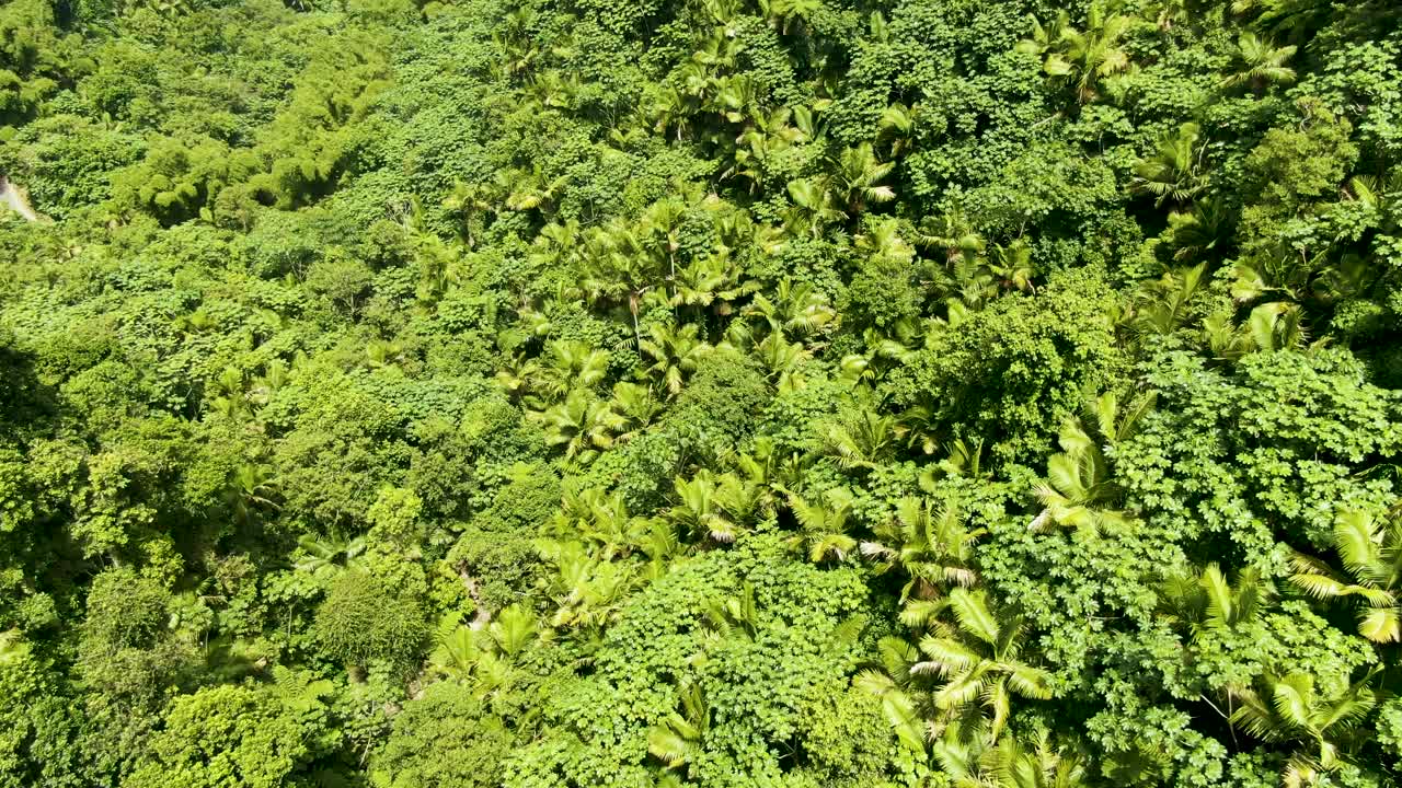 Aerial View of Lush Tropical Rainforest