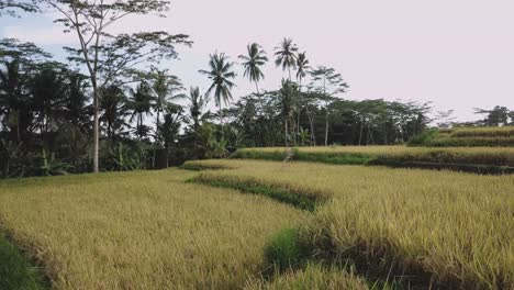 Volar-Sobre-Terrazas-De-Arroz