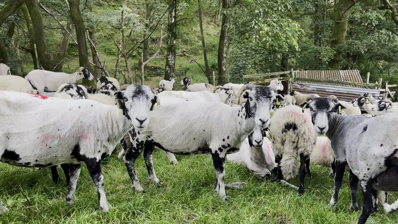 Flock of cute sheep curiously looking at camera near Threlkeld, Lake District