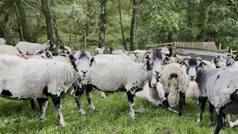 flock of cute sheep curiously looking at camera near threlkeld, lake district