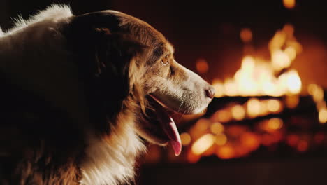 un perro mira el fuego en la chimenea