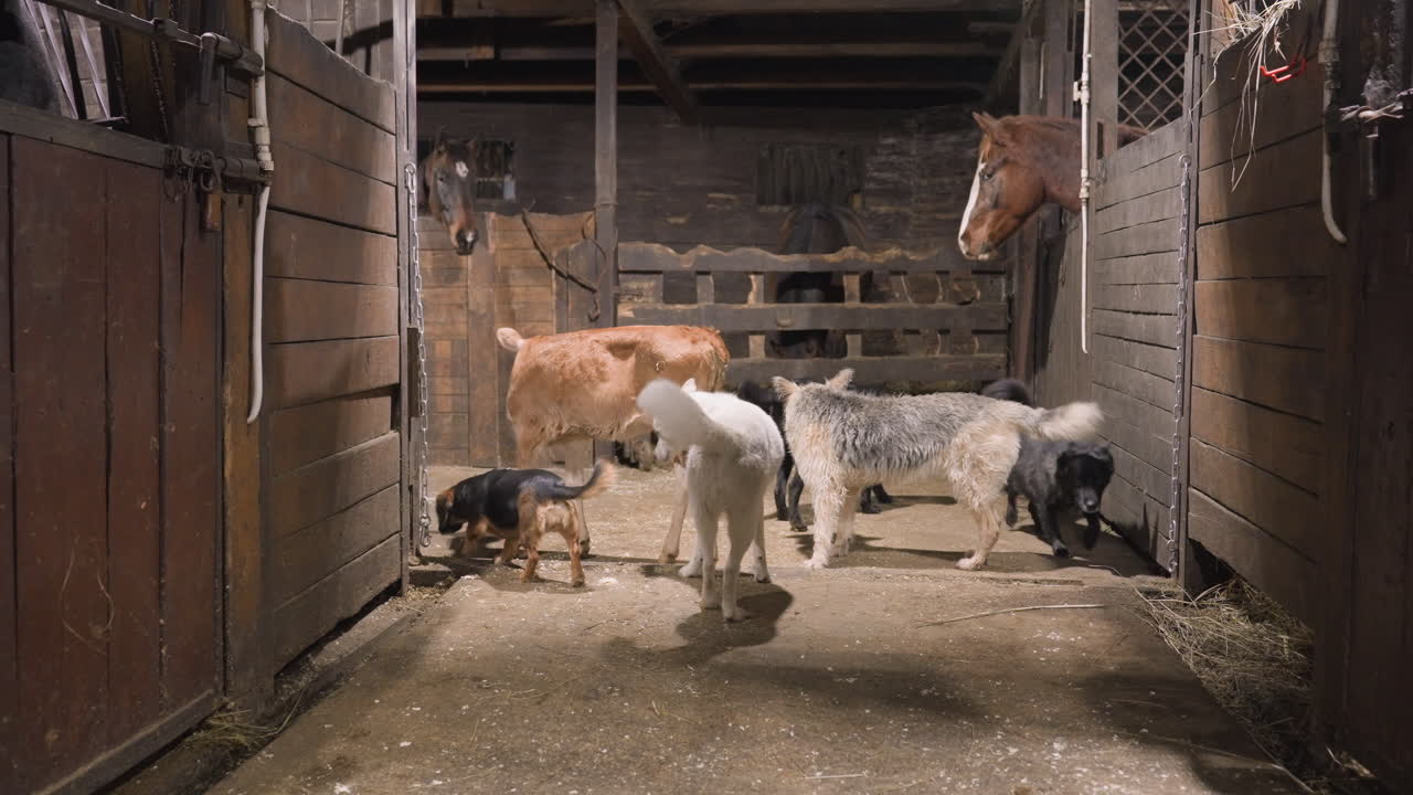 Çiftlik avlusundaki hayvanlar. Atlar ve köpekler dahil olmak üzere çiftlik hayvanları geleneksel çiftlik ortamlarını keşfediyor. Atlar ve köpekler gibi çiftlik hayvanları otantik ahır ortamını deneyimliyor ve keyfini çıkarıyor.