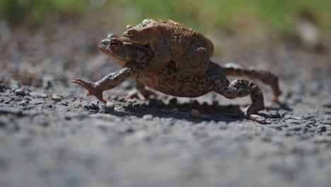 Un-Sapo-Hembra-Cargando-Un-Sapo-Macho-Durante-La-Migración-De-Primavera