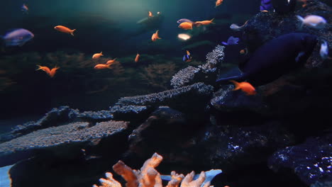 Tropical-fish-swimming-in-a-tank