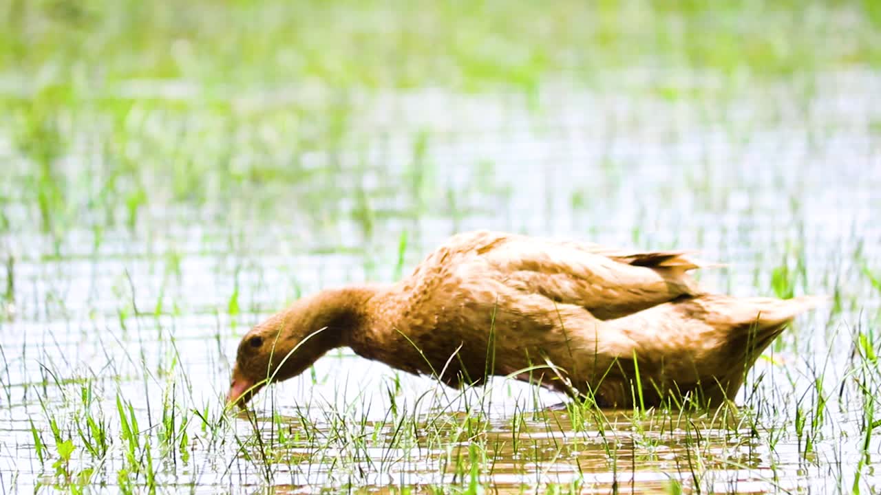 Anatra del Bangladesh che si nutre di pesce in acqua bassa su una prateria.