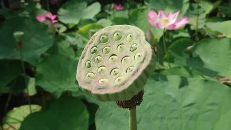 green lotus leaves on tall stem and seeds in gloomy water