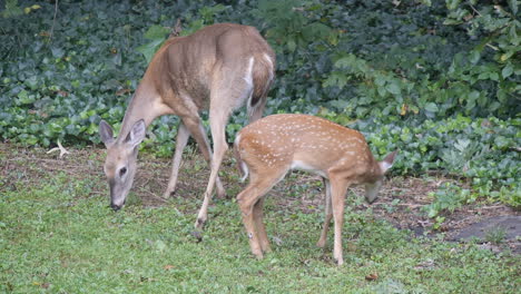 fawn and doe eating grass by woods together