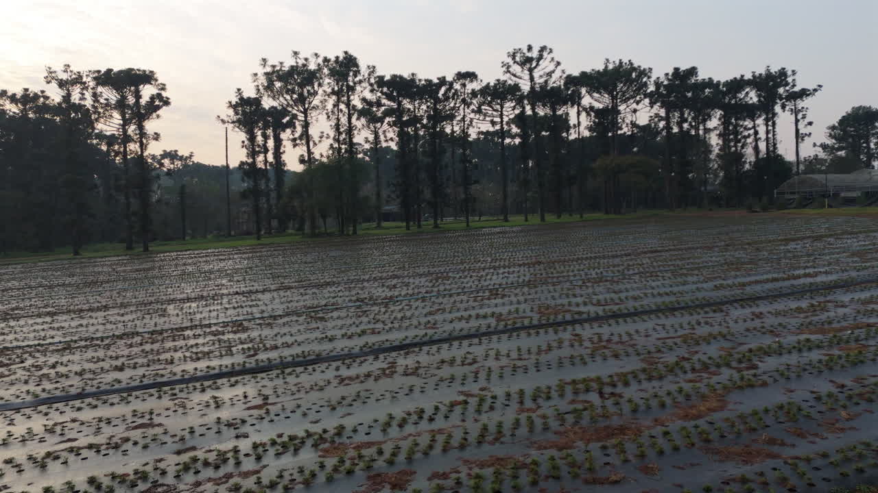 Aerial fly above flooded agricultural fields landscape, irrigation method of with Araucanian trees background.