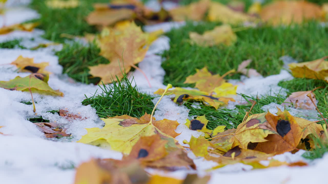 Autumn leaves on green grass with traces of snow, peaceful transition