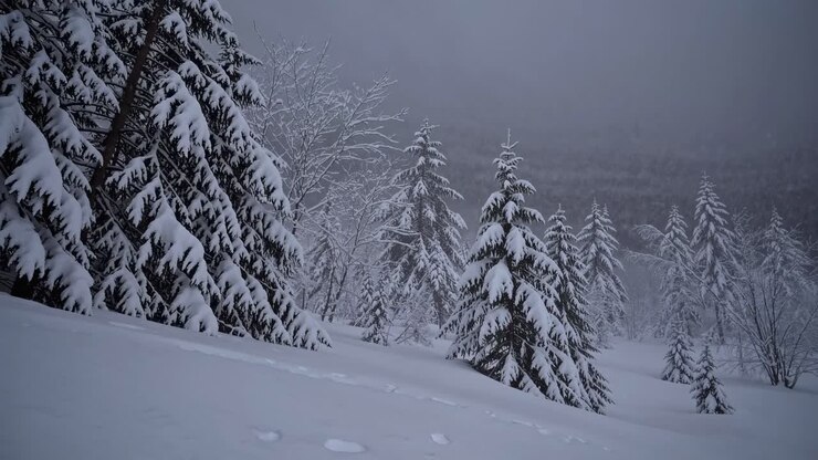 A serene winter landscape with snow-covered trees captured from a low angle, evoking a peaceful