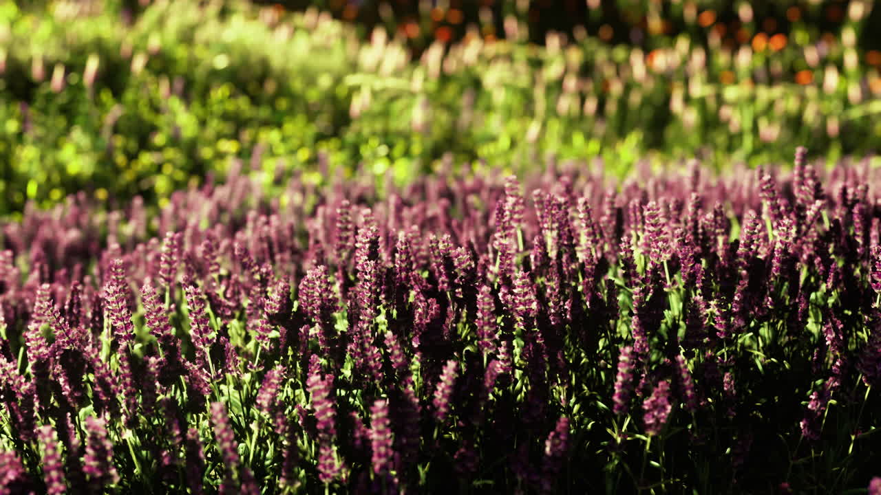 Vibrant lavender field blooms under the golden sun in springtime beauty