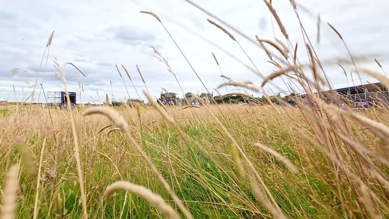 스코틀랜드 의 파이프 에서 흔들리는 높은 풀