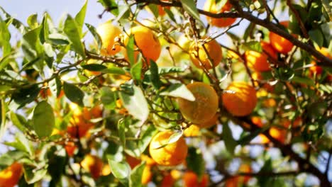 Nahaufnahme-Der-Orangefarbenen-Mandarinenfrucht,-Die-Im-Spanischen-Sommer-Auf-Ästen-Wächst