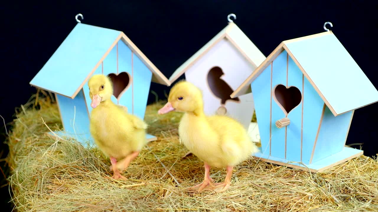 primer plano, en la paja, en el heno pequeños patitos están caminando. en el fondo un pajar, pequeñas casas de pájaros de colores. video de estudio con decoración temática