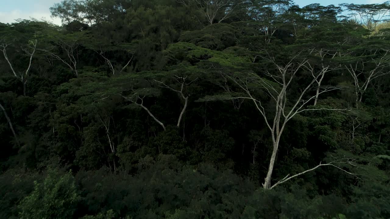 Woman walking down hill on off beaten path towards dense jungle forest, aerial