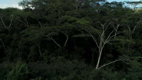 woman walking down hill on off beaten path towards dense jungle forest, aerial