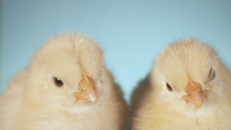 two chicks sitting and sleeping. isolated green screen background