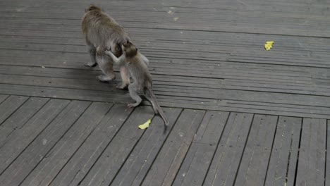 to get on top of the mother monkey, who is walking alongside her on a wooden surface, the young monkey grabbed hold of her tail