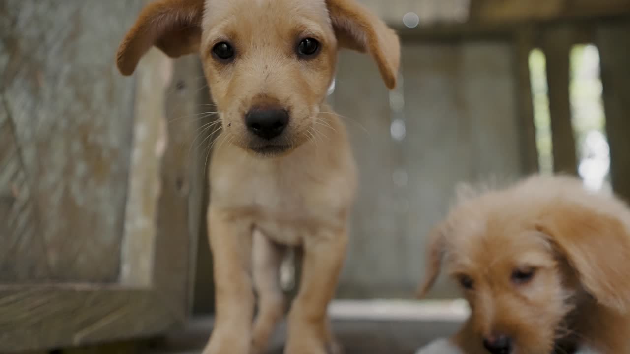에 ⁇ 도르 의 지역 마을 주민 들 이 소유 한 귀여운 애완 동물 강아지 들