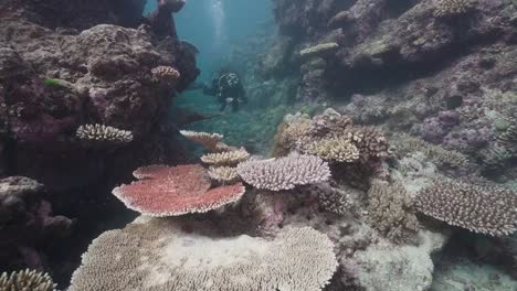 female scuba diver swimming past vibrant hard corals