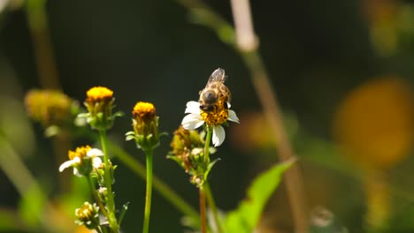 Afrikanische-Honigbiene-Bestäubt-Kleine-Weiße-Blüten-Und-Fliegt-Aus-Nächster-Nähe-Davon