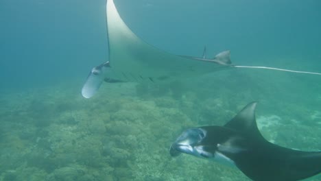 two giant manta rays swim by coral seabed, underwater slomo side view