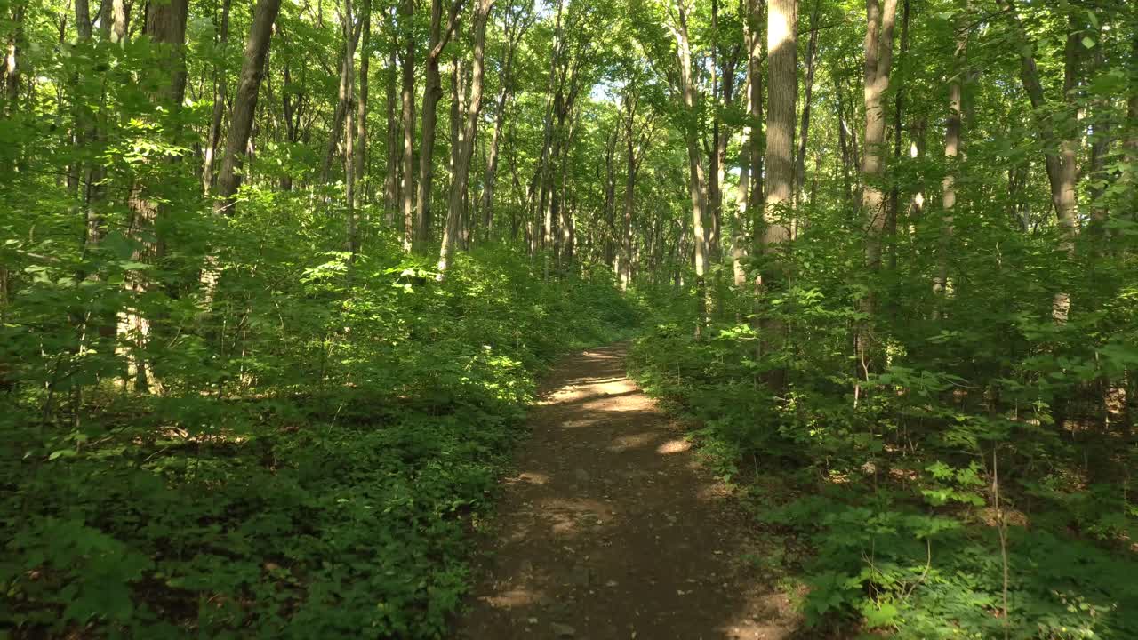 드론은 낮은 곳에서 시작하여 여름에 아름다운 울창한 숲에서 위쪽으로 날아갑니다.