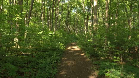 drone starting low and flying upwards in beautiful lush forest in summer
