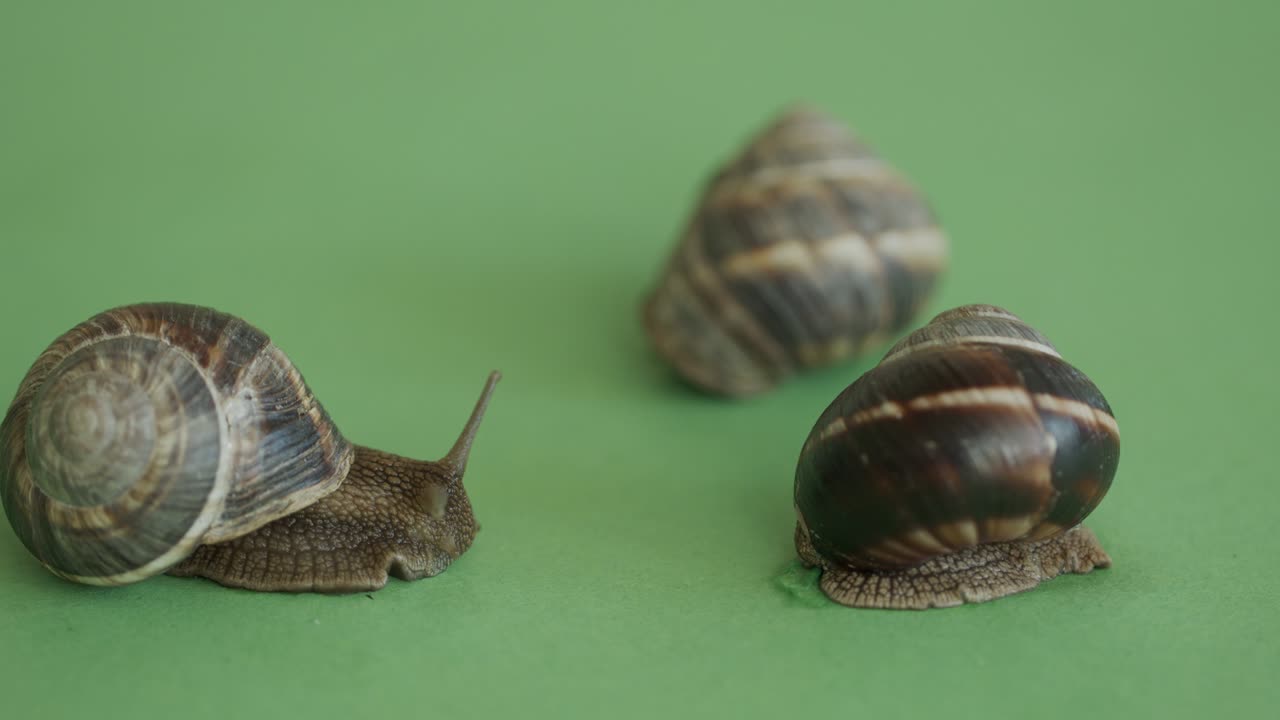 Snails family on the green screen