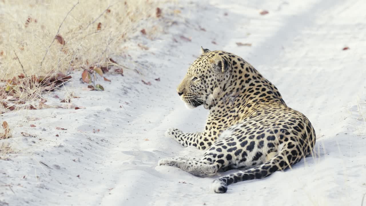 A leopard rests calmly on a white sandy road in Africa, exuding elegance and tranquility amidst the wilderness.