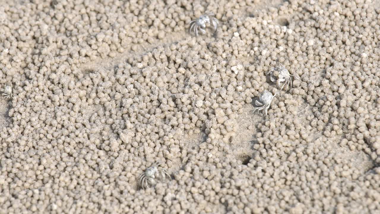 작은 크래브는 먹는 동안 모래 공을 만들고 있습니다.