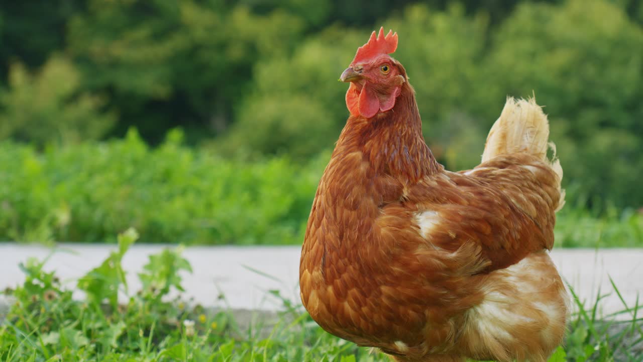 Cinematic footage of a farm chicken strolling across fresh grass in open air, symbolizing organic food, sustainable agriculture, and the calm rhythm of countryside farming