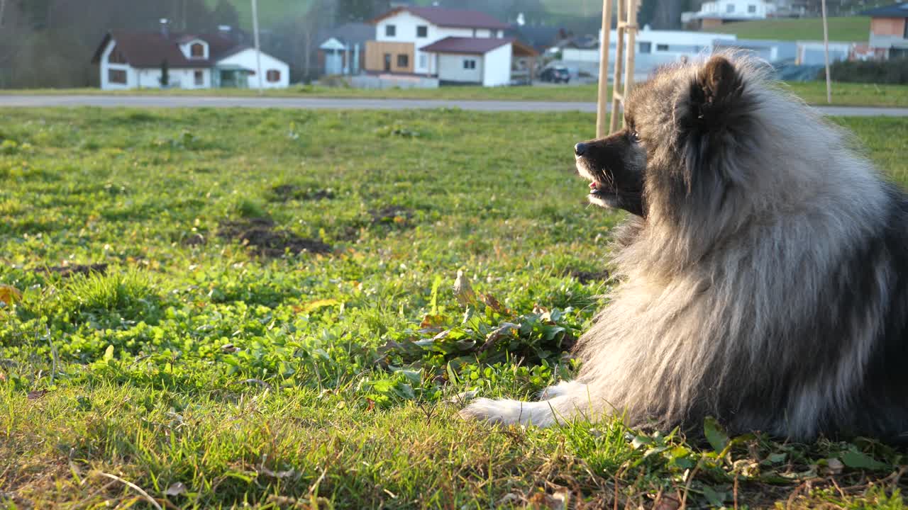 un perro keeshond feliz yace en un prado verde y gira su cara hacia la izquierda hacia la cámara