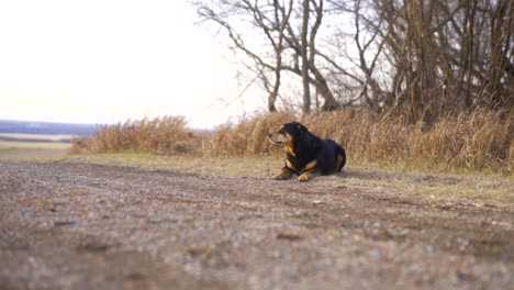 Rotweiler-Bostezando-En-Cámara-Lenta