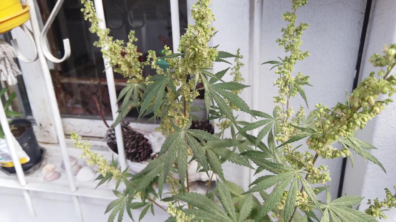 Hanlig cannabisplanta med blommande knoppar, solig närbild på utomhusbalkong.