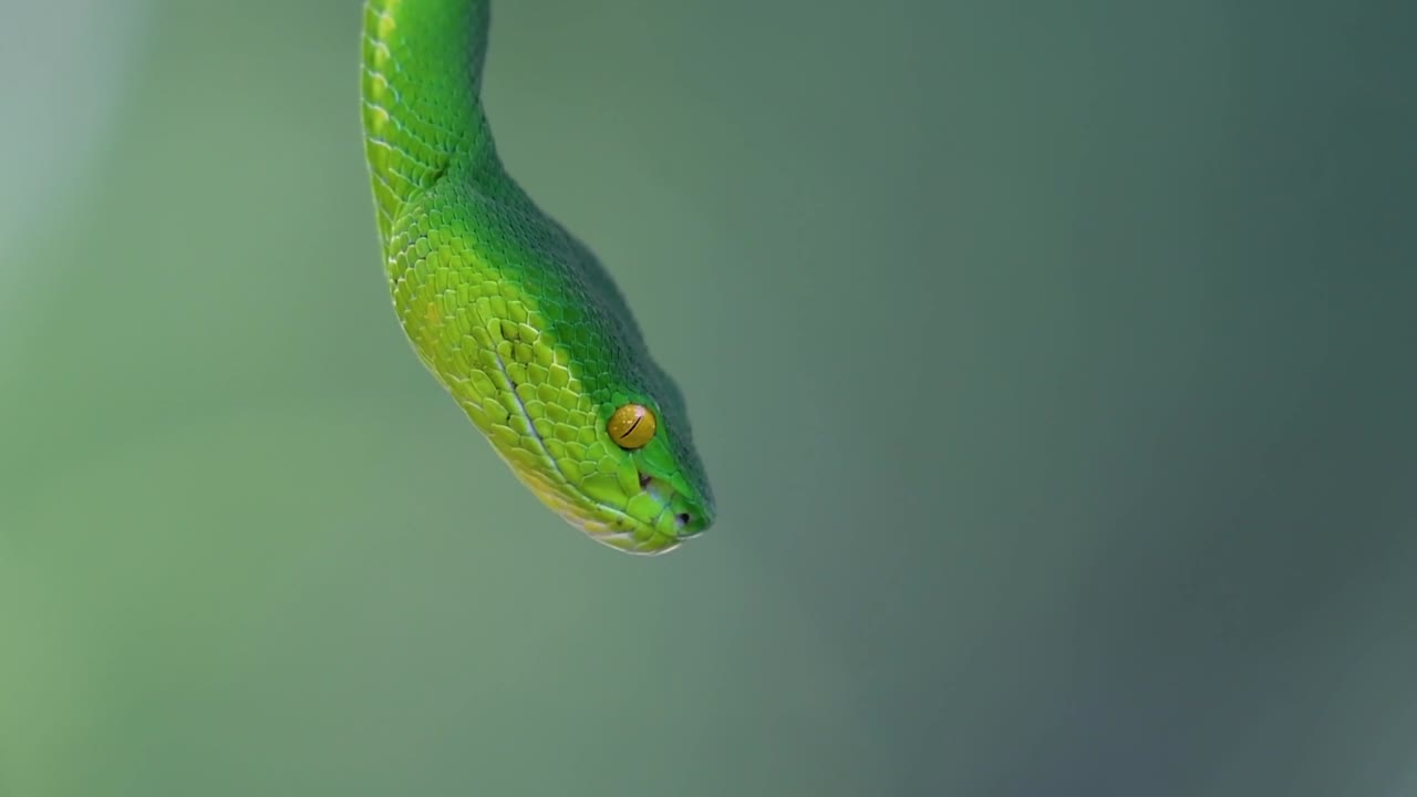 La vipera delle fosse dalle labbra bianche è una vipera velenosa endemica del Sud-est asiatico e si trova spesso di notte in attesa su un ramo o un fusto d'albero vicino a uno specchio d'acqua con abbondanza di prede.