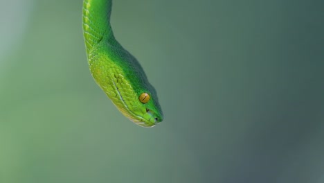 La-Víbora-De-Labios-Blancos-Es-Una-Víbora-Venenosa-Endémica-Del-Sudeste-Asiático-Y-A-Menudo-Se-Encuentra-Durante-La-Noche-Esperando-En-Una-Rama-O-Rama-De-Un-árbol-Cerca-De-Un-Cuerpo-De-Agua-Con-Muchos-Alimentos