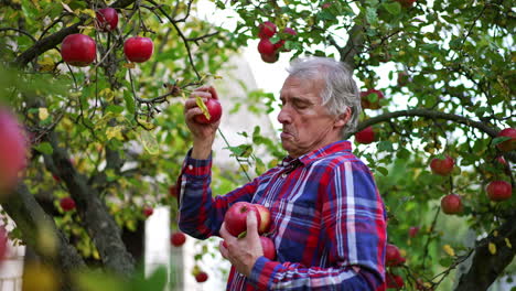 grandpa picking ripe red apples from a tree holding them in his hands. harvesting fruit in garden near the house.