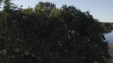 revealing a pantanal lake behind a tree