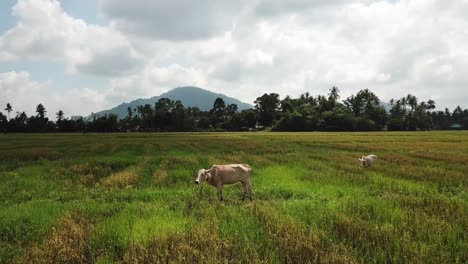 Fly-toward-cows-lost-freedom.-Dark-cloud-shadows-approach-the-cows-from-back.