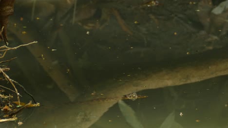 alligator emerging from water with its eyes from a water pond, in a panama tropical forest