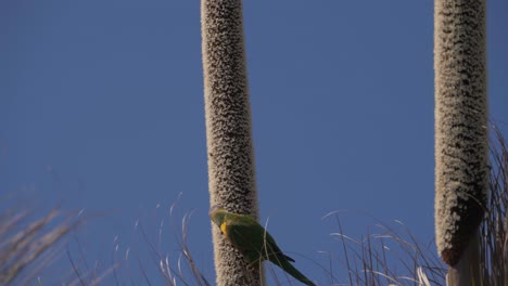loro arco iris comiendo en las flores blancas de xanthorrhoea - vida salvaje en el parque nacional de lamington - costa dorada, queensland, australia
