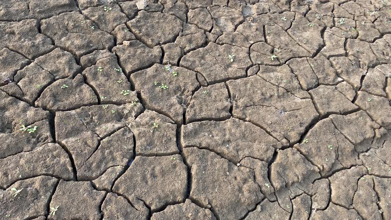 nueva vida en la sequía, plantas que crecen en terrenos arcillosos de suelo seco, bandeja de cierre