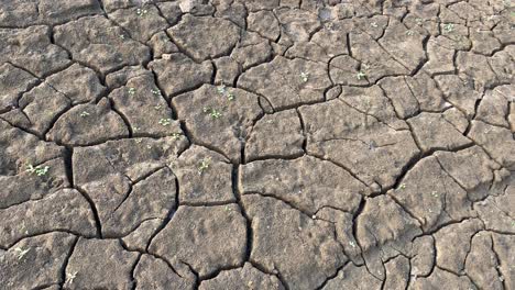 nueva vida en la sequía, plantas que crecen en terrenos arcillosos de suelo seco, bandeja de cierre