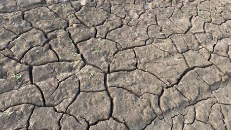 new life on drought, plants growing on clay dry soil terrain, closeup pan