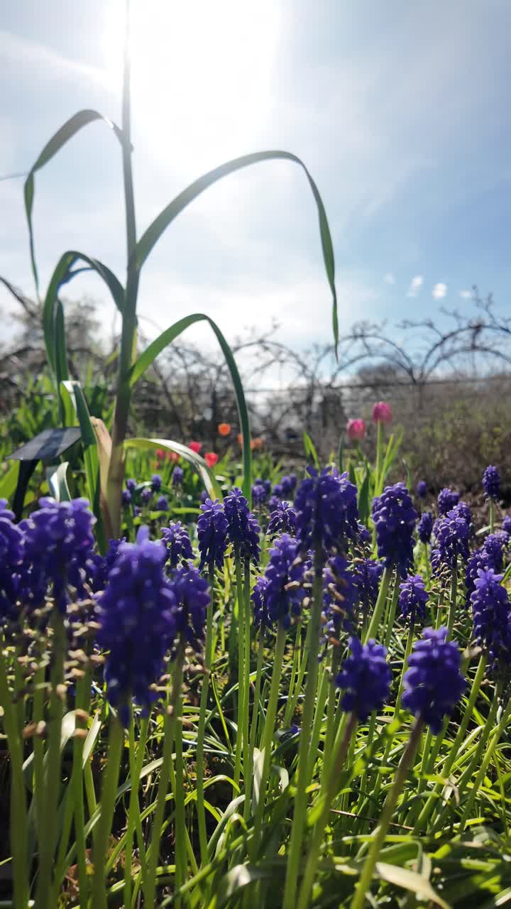 Purple grape hyacinths bloom in a sunny spring garden with tulips and fresh green foliage. vertical video