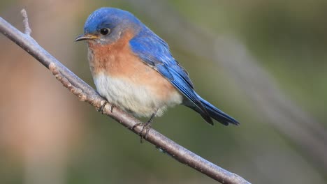 close-up-view-on-a-beautiful-Eastern-Bluebird,-Sialia-sialis,-North-American-migratory-bird