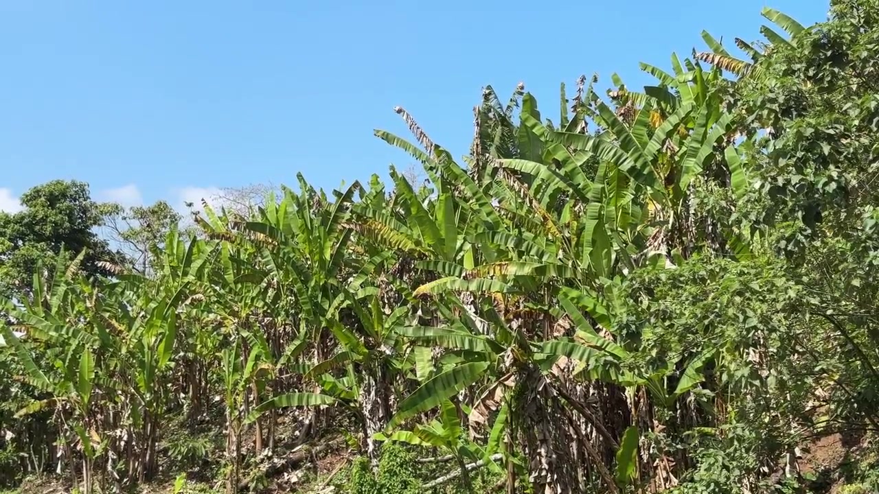 Piantagione di Banane su un Pendio Soleggiato