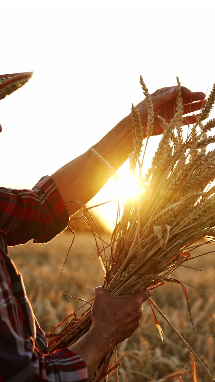 Side view of an old farmer wearing straw hat. Man holding a bunch of ripe wheat at setting sun. Vertical video